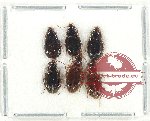 Scientific lot no. 756 Carabidae (6 pcs)