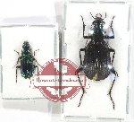 Scientific lot no. 746 Carabidae (2 pcs)