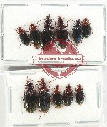 Scientific lot no. 750 Carabidae (11 pcs)