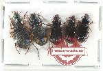 Scientific lot no. 755 Carabidae (5 pcs)