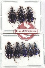 Scientific lot no. 759 Carabidae (8 pcs)