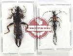 Scientific lot no. 126 Dermaptera (2 pcs A2)