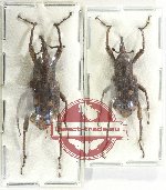 Scientific lot no. 834 Curculionidae (2 pcs)