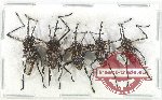 Scientific lot no. 835 Curculionidae (5 pcs)