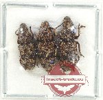 Scientific lot no. 174 Anthribidae (3 pcs)