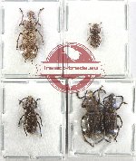 Scientific lot no. 168 Anthribidae (5 pcs)