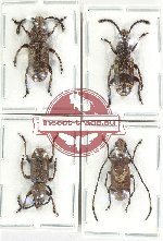 Scientific lot no. 171 Anthribidae (4 pcs)