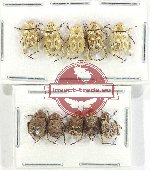 Scientific lot no. 78 Hopliinae (10 pcs)