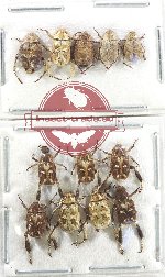 Scientific lot no. 82 Hopliinae (12 pcs A)