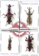 Scientific lot no. 139 Brenthidae (4 pcs - 2 pcs A2)