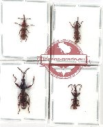 Scientific lot no. 140 Brenthidae (4 pcs)