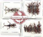 Scientific lot no. 135 Brenthidae (10 pcs)