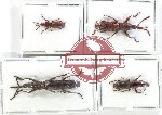 Scientific lot no. 137 Brenthidae (4 pcs A2)