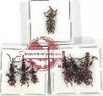 Scientific lot no. 134 Brenthidae (7 pcs)