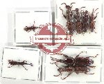 Scientific lot no. 136 Brenthidae (8 pcs A2)