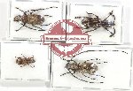 Scientific lot no. 173 Anthribidae (4 pcs A2)