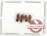 Scientific lot no. 172 Scolytidae (4 pcs)