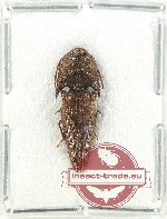 Scientific lot no. 195 Elateridae (Pachyderus sp.) (1 pc A-)