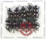 Scientific lot no. 466 Tenebrionidae (10 pcs)