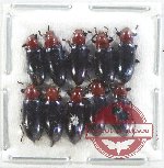 Scientific lot no. 464 Tenebrionidae (10 pcs)