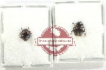 Scientific lot no. 99 Endomychidae (2 pcs)