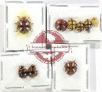 Scientific lot no. 120 Coccinelidae (9 pcs)