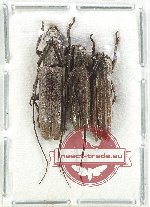 Scientific lot no. 301 Cerambycidae (3 pcs A2)