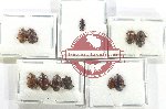 Scientific lot no. 10AZ Nitidulidae (11 pcs)