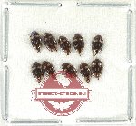 Scientific lot no. 163 Dytiscidae (10 pcs)