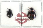 Scientific lot no. 162 Dytiscidae (2 pcs)