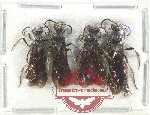 Scientific lot no. 12 Mutilidae (4 pcs)