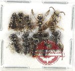 Scientific lot no. 521 Hymenoptera (10 pcs)