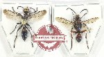 Scientific lot no. 513 Hymenoptera (2 pcs A2)