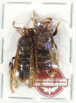 Scientific lot no. 502 Hymenoptera (Vespa velutina velutina) (2 pcs A2)