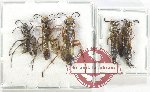 Scientific lot no. 518 Hymenoptera (5 pcs)