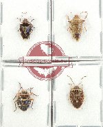 Scientific lot no. 1256A Heteroptera (Pentatomidae) (4 pcs A2)