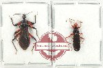 Scientific lot no. 1261 Heteroptera (Reduviidae) (2 pcs - 1 pc A2)