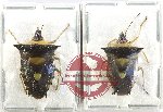 Scientific lot no. 1256 Heteroptera (Pentatomidae) (2 pcs A2)