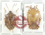 Scientific lot no. 1245 Heteroptera (Pentatomidae) (2 pcs A-)