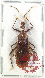 Scientific lot no. 1262 Heteroptera (Reduviidae) (1 pcs A2)