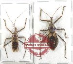 Scientific lot no. 1314 Heteroptera (2 pcs A2) 