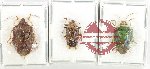 Scientific lot no. 1249 Heteroptera (Pentatomidae) (3 pcs A, A2)