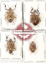 Scientific lot no. 1248 Heteroptera (Pentatomidae) (4 pcs A, A2)