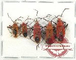 Scientific lot no. 1318 Hetroptera (5 pcs A2)