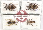 Scientific lot no. 1260 Heteroptera (Reduviidae) (4 pcs A, A-, A2)