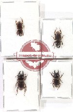 Scientific lot no. 28 Lucanidae (Aegus spp.) (4 pcs - 2 pcs A2)