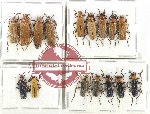 Scientific lot no. 63 Cantharidae (22 pcs - 11 pcs A2)