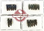 Scientific lot no. 121 Buprestidae (Agrilus spp.) (18 pcs)