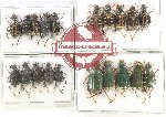 Scientific lot no. 8 Trichiinae (20 pcs)