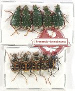 Scientific lot no. 9 Trichiinae (10 pcs A-, A2)